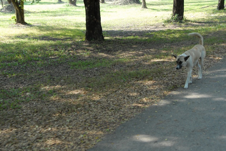 photo "lonely god" tags: portrait, nature, pets/farm animals