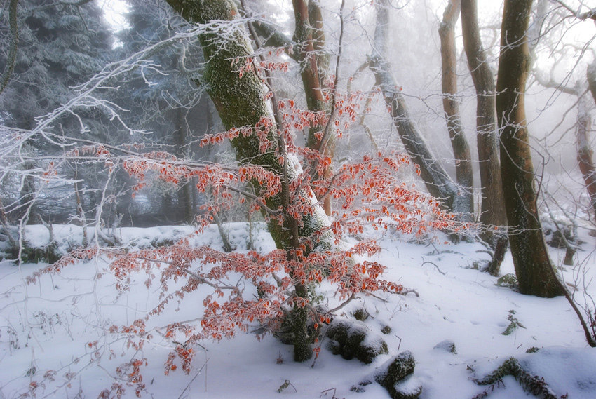 photo "The Winter Princess" tags: landscape, 