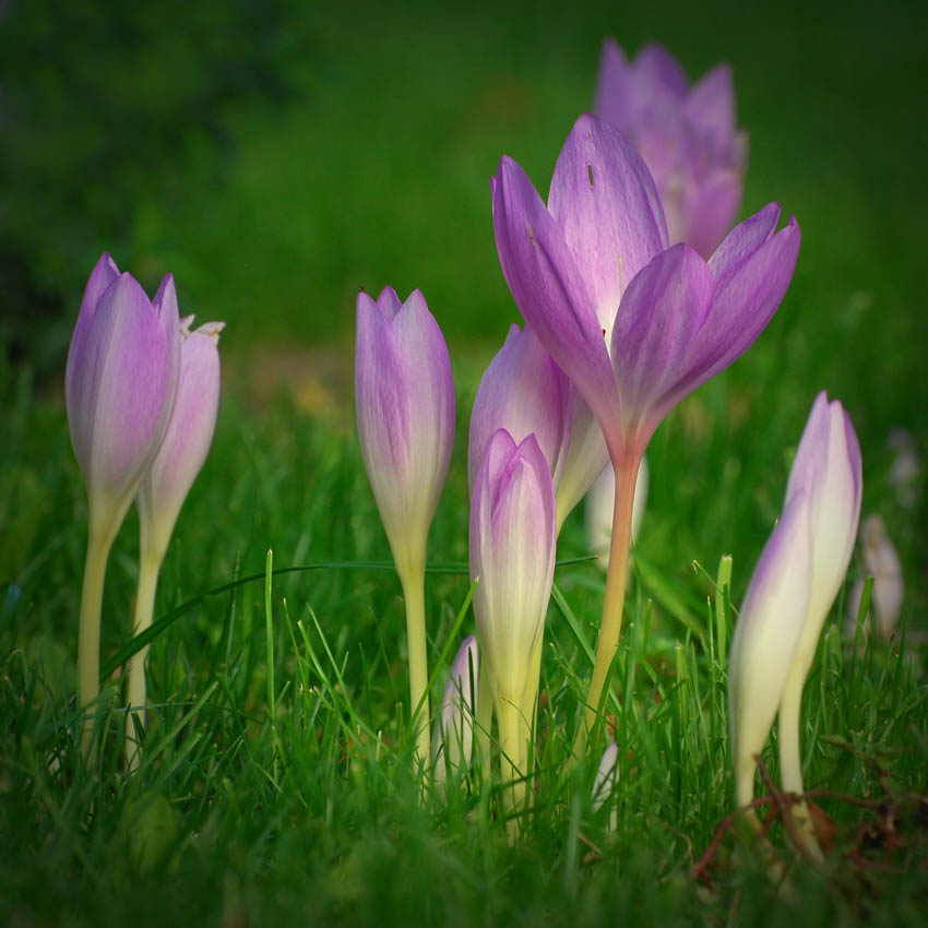 фото "***" метки: природа, цветы