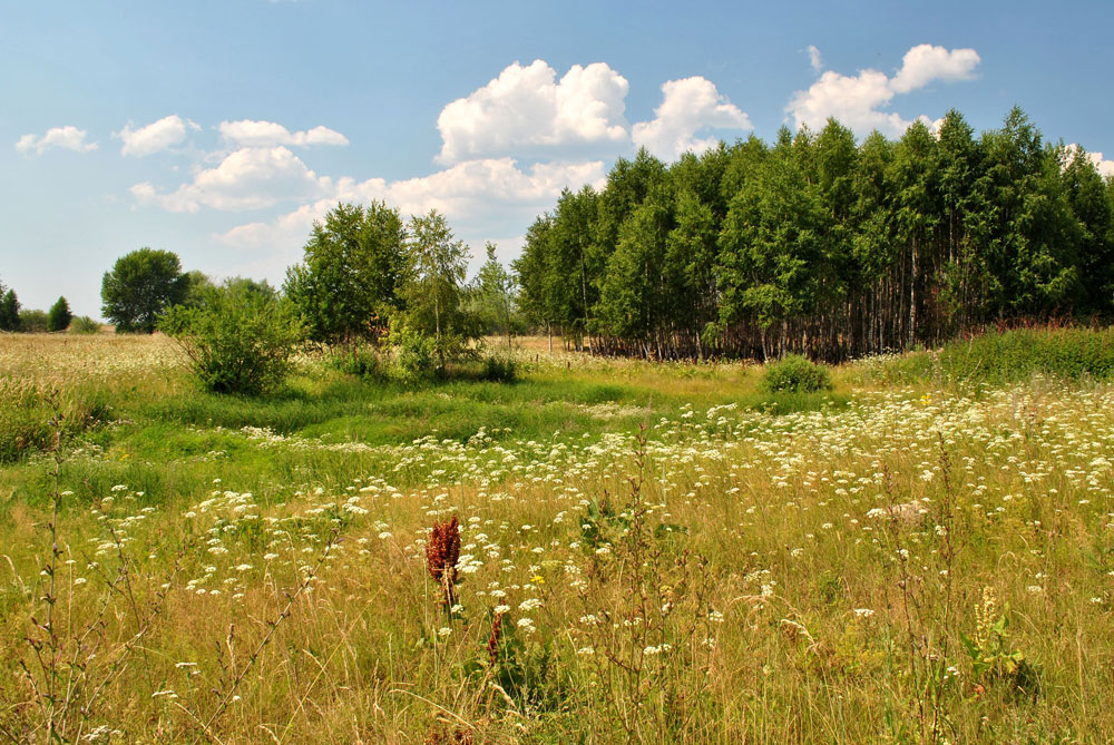 photo "***" tags: landscape, forest