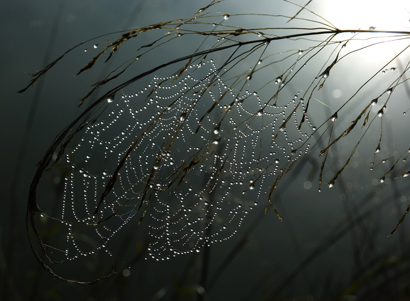 photo "THE WEB" tags: landscape, nature, insect, water