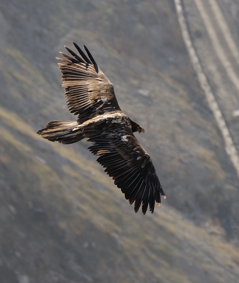 фото "Gypaetus barbatus. Бородач ягнятник" метки: природа, дикие животные, домашние животные