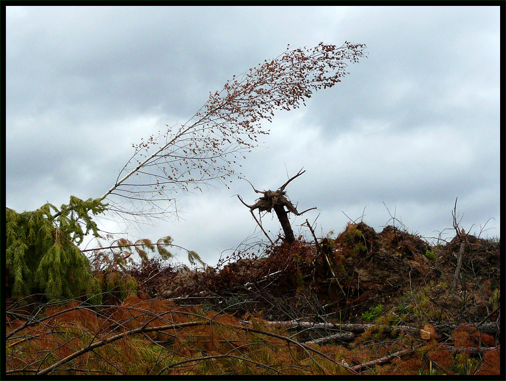photo "evil spirit of the devastated forest" tags: genre, landscape, forest