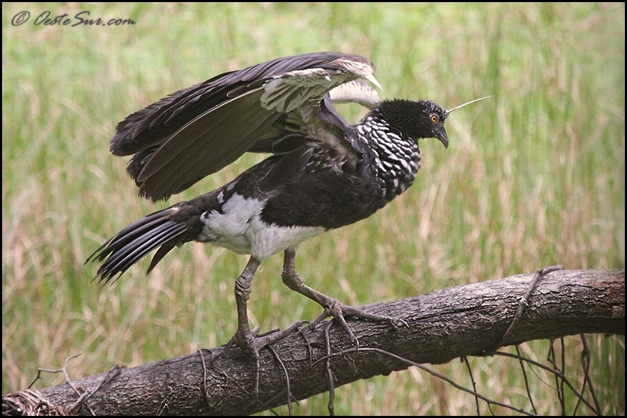 photo "anhima cornuta" tags: nature, wild animals