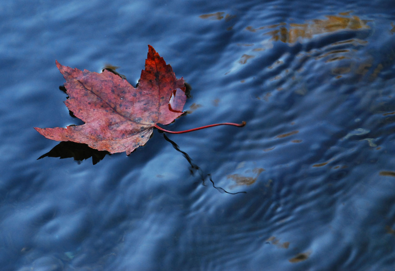 фото "Goodbye" метки: , 