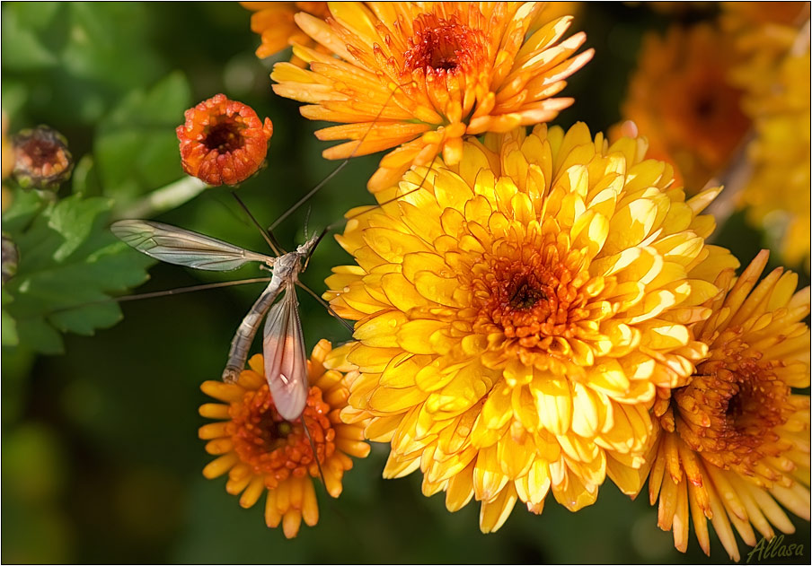 photo "***" tags: nature, flowers, insect