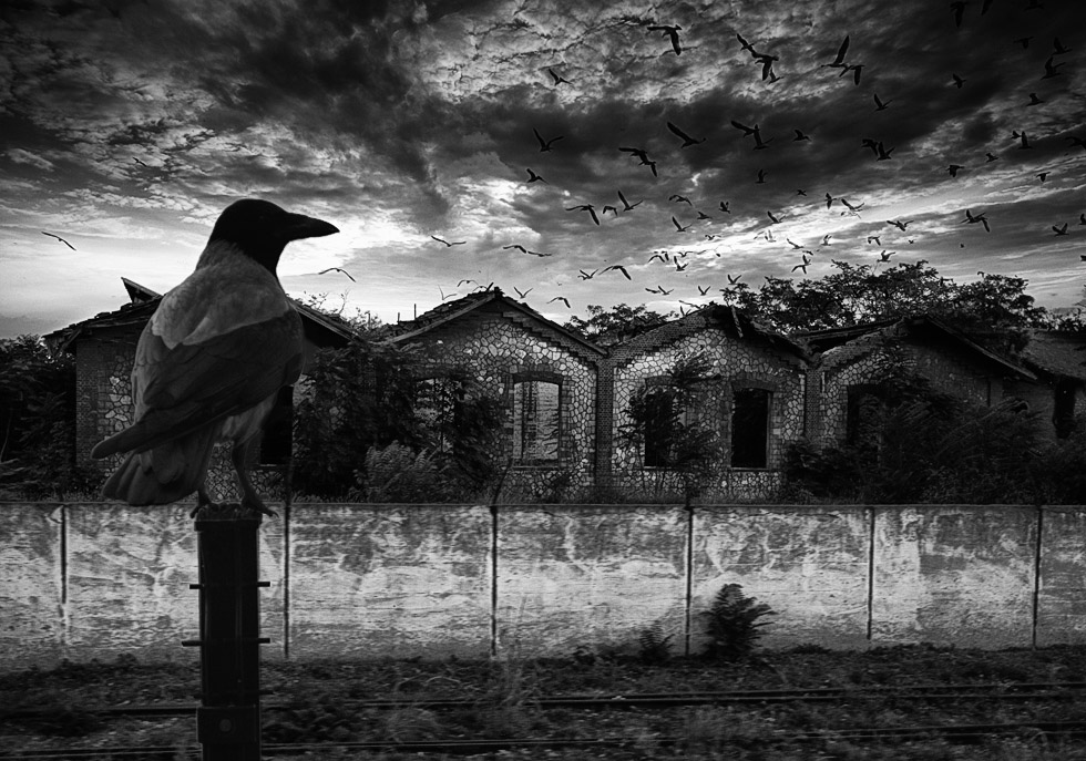 photo "the crow" tags: montage, nature, pets/farm animals