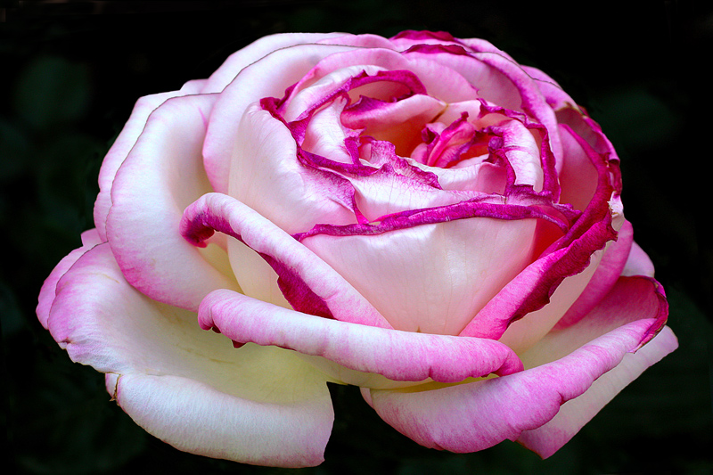 photo "Elegance / Элегантность." tags: macro and close-up, flowers, macro, rose