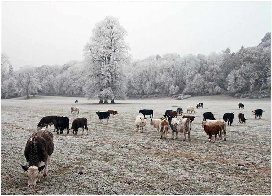 photo "***" tags: landscape, nature, pets/farm animals, winter, коровы