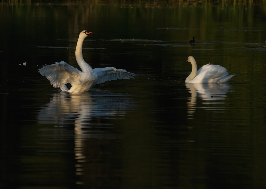 photo "***" tags: nature, wild animals