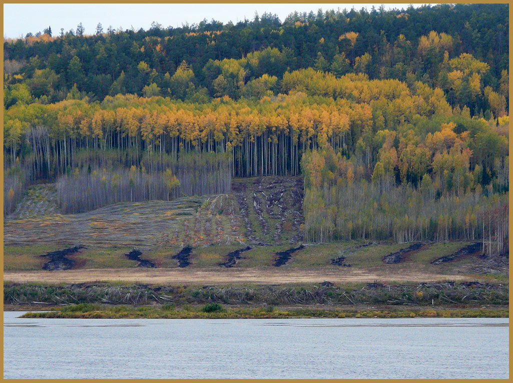 photo "trichophytosis" tags: genre, landscape, forest