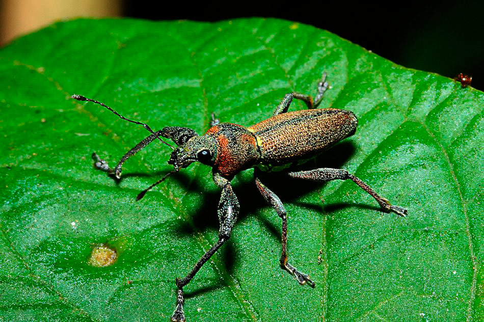 фото "Strange mature" метки: природа, макро и крупный план, насекомое