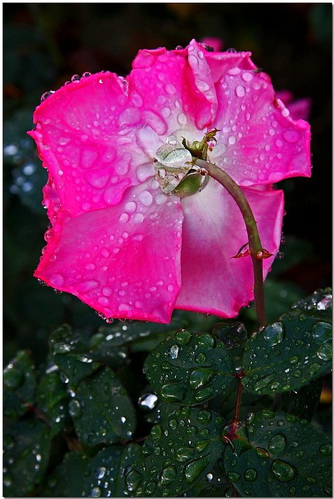 photo "***" tags: nature, macro and close-up, flowers