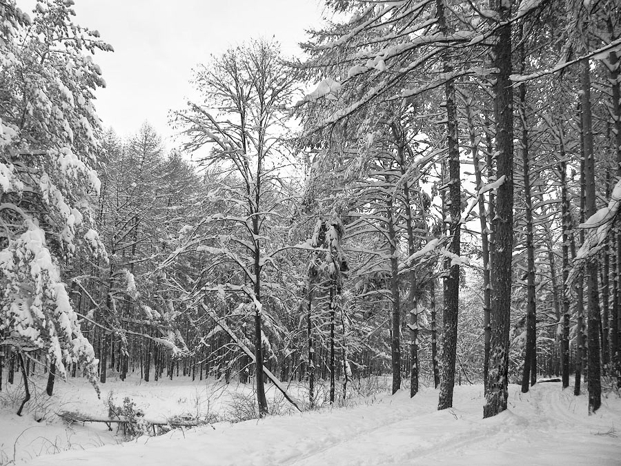 photo "***" tags: landscape, forest, winter