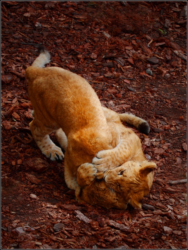 photo "***" tags: nature, wild animals