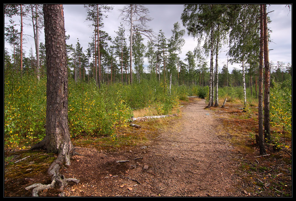 photo "***" tags: landscape, autumn, forest