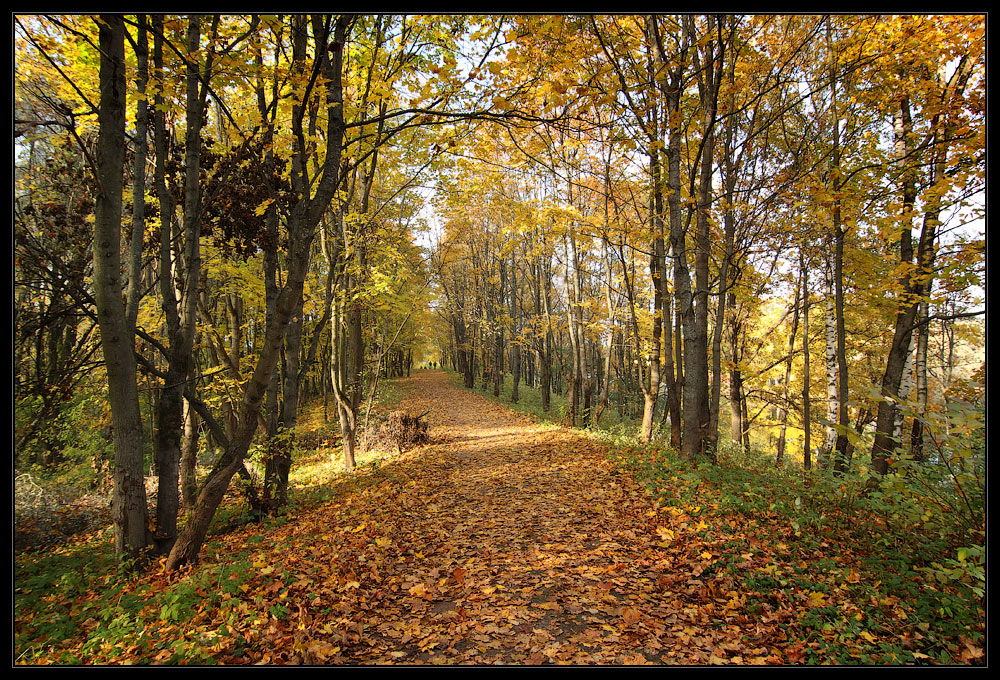 фото "Шуршать листьями - 2" метки: пейзаж, лес, осень