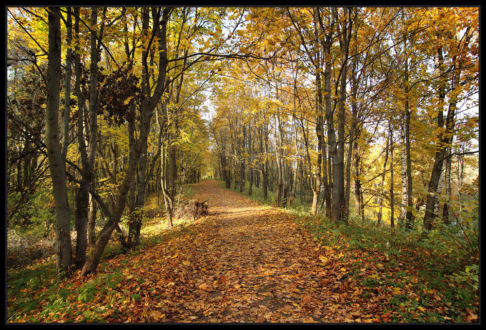 photo "***" tags: landscape, autumn, forest