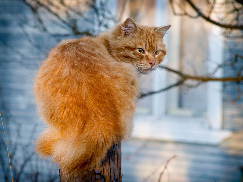 photo "Sunny cat #2" tags: nature, travel, Europe, pets/farm animals