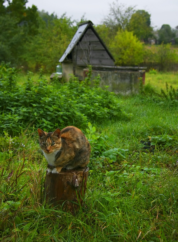photo "***" tags: nature, pets/farm animals