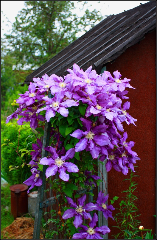 photo "***" tags: nature, flowers