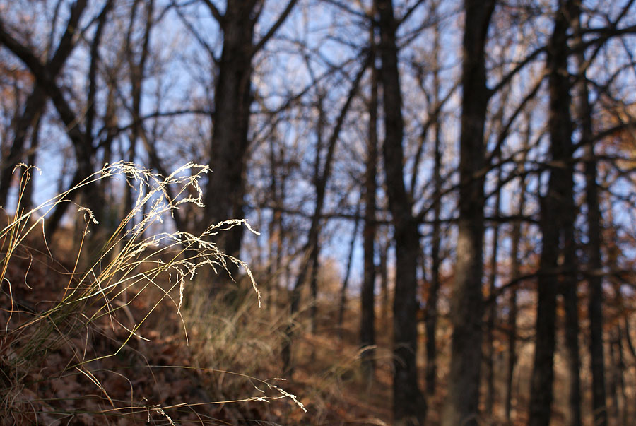 photo "***" tags: landscape, forest, mountains