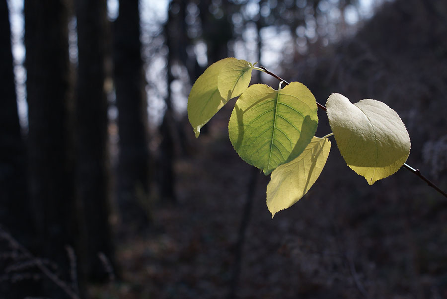 фото "Осенний лист" метки: пейзаж, лес, осень
