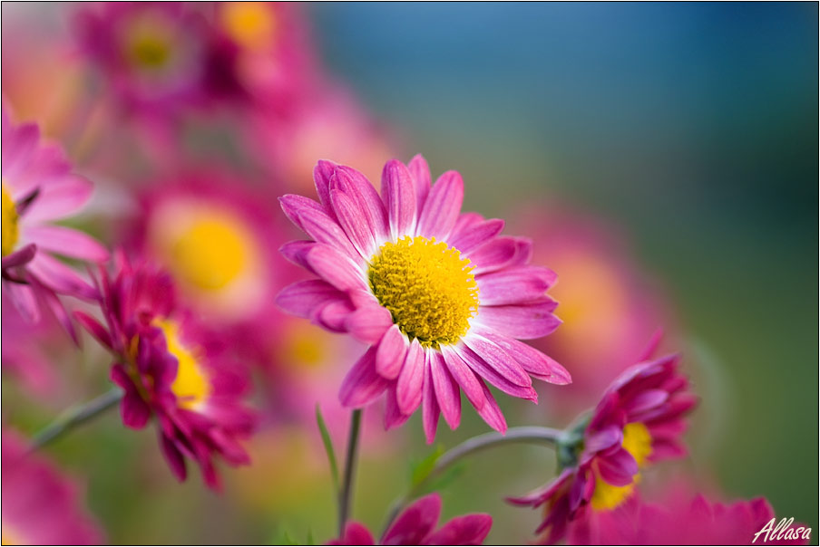 photo "***" tags: nature, flowers