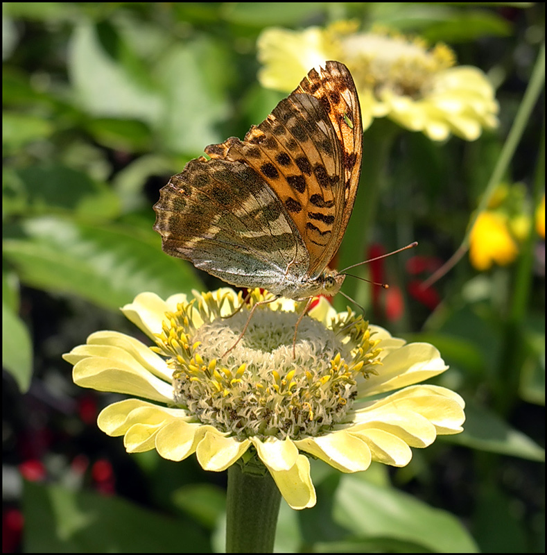 photo "The reminicense of summer" tags: nature, insect