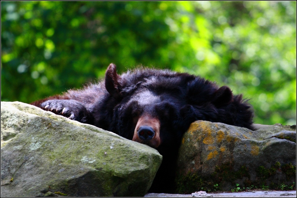 photo "***" tags: nature, wild animals