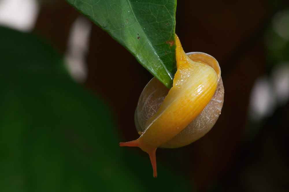 photo "Pirouette" tags: macro and close-up, nature, 