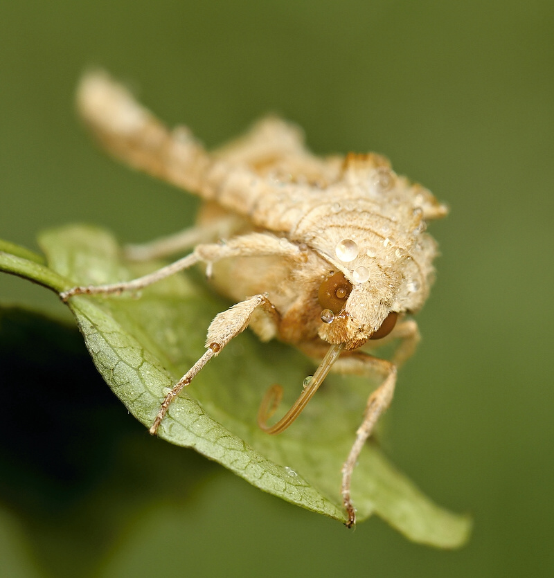 photo "***" tags: nature, insect