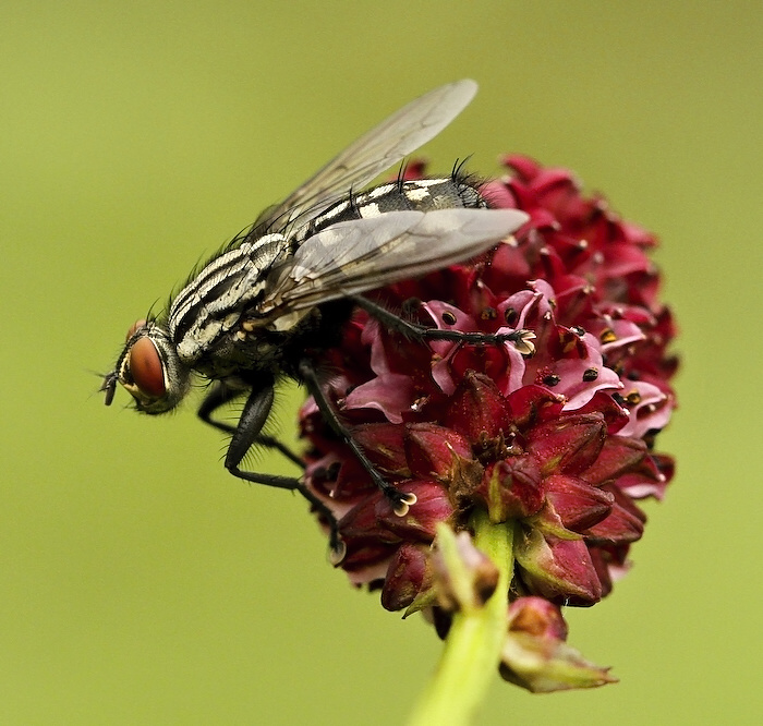 photo "***" tags: nature, insect