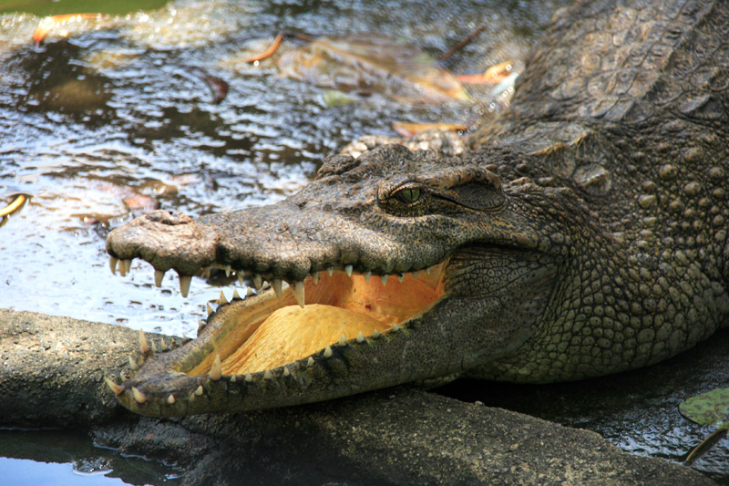 photo "***" tags: nature, travel, Asia, wild animals