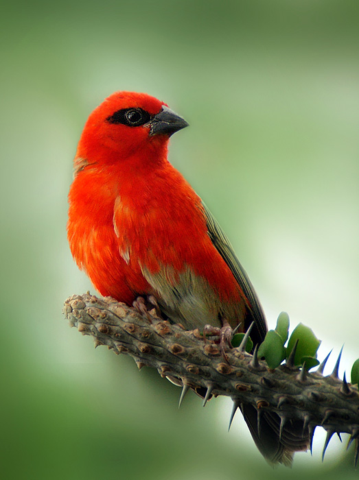 фото "Red" метки: природа, дикие животные