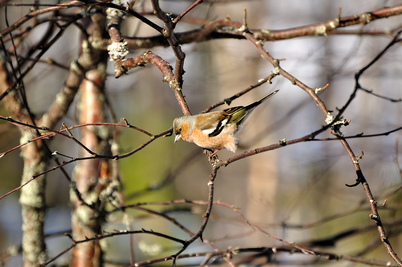 photo "Fringilla coelebs" tags: nature, wild animals