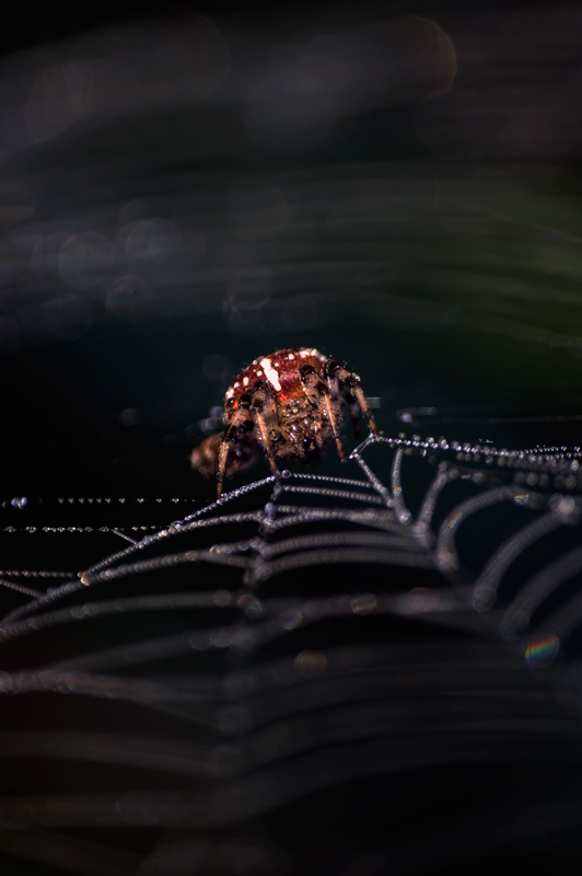 photo "***" tags: nature, insect