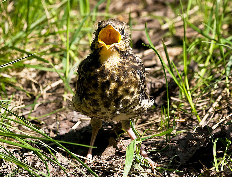 photo "***" tags: nature, wild animals