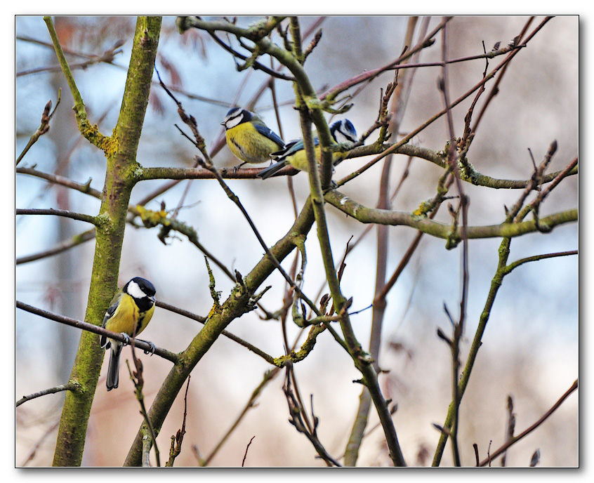 photo "***" tags: nature, wild animals