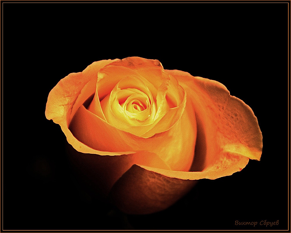 photo "***" tags: nature, flowers