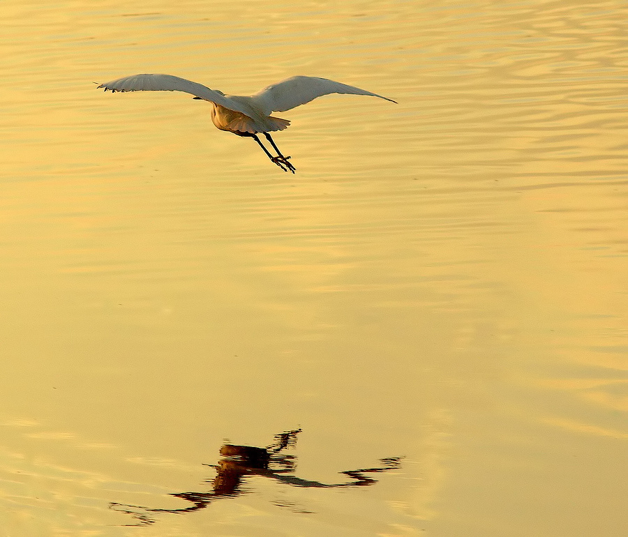 photo ""In Flight!"" tags: nature, wild animals