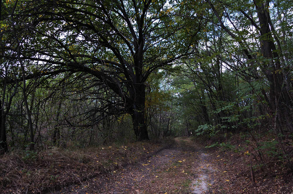 фото "Заброшенная дорога" метки: пейзаж, лес, осень
