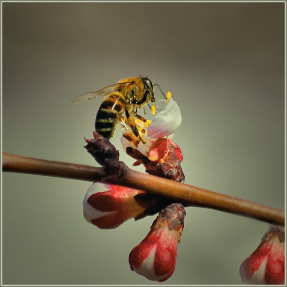 photo "***" tags: nature, flowers, insect