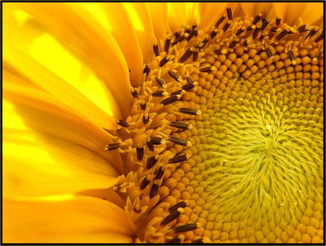photo "golden flower" tags: macro and close-up, nature, flowers