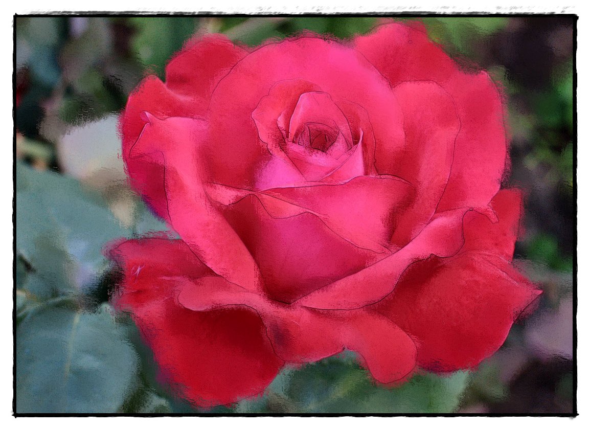 photo "Rose" tags: nature, digital art, flowers