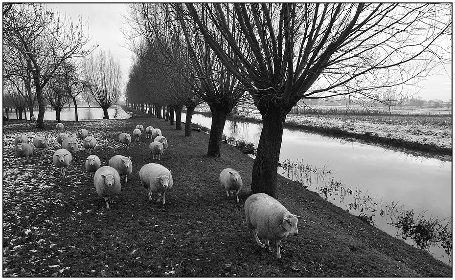 photo "***" tags: nature, pets/farm animals