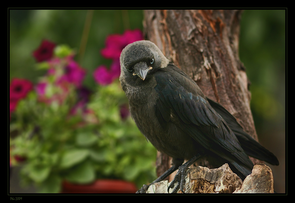 photo "Blue eyes" tags: nature, wild animals