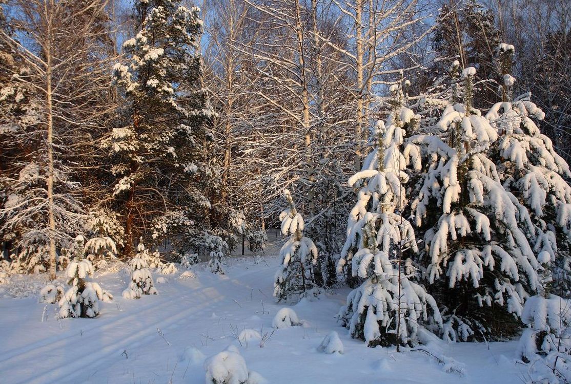 фото "Зимний лес." метки: пейзаж, зима, лес