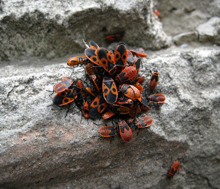 photo "***" tags: nature, insect