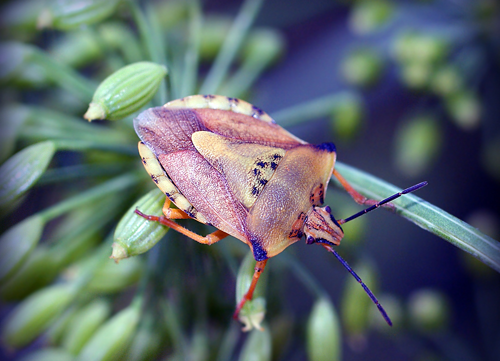 фото "Щитник" метки: макро и крупный план, природа, насекомое